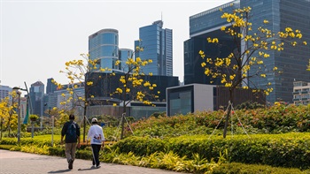 The flowering <i>Tabebuia chrysantha</i> adds visual interest to the pathway.